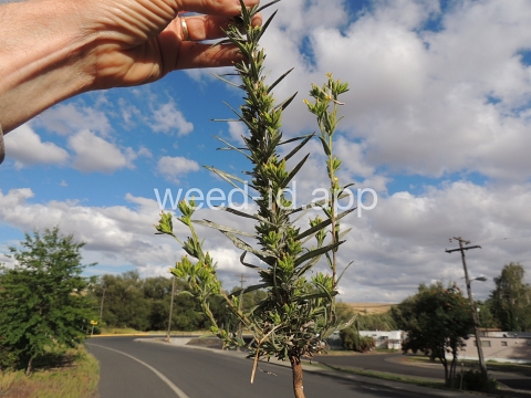 tarweed, cluster